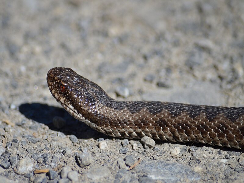 Las 5 serpientes más venenosas y peligrosas encontradas en España
