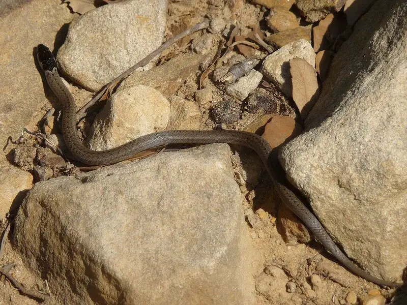 Las 5 serpientes más venenosas y peligrosas encontradas en España