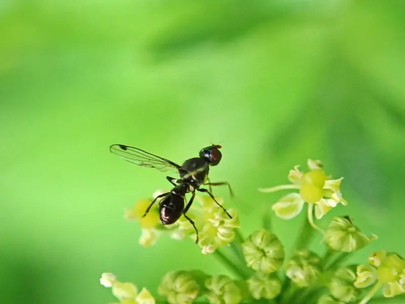 La guía completa de hormigas voladoras en Inglaterra y el Reino Unido