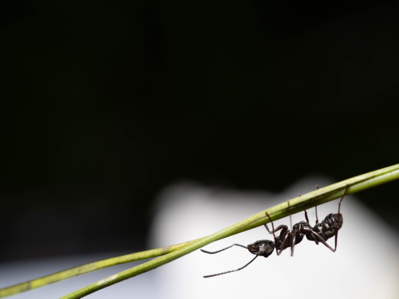 La guía completa de hormigas voladoras en Inglaterra y el Reino Unido