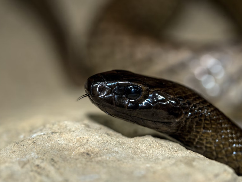 5 asombrosas serpientes no venenosas y peligrosas en Pakistán