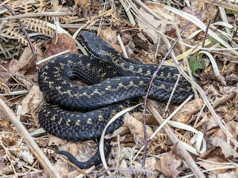 5 asombrosas serpientes no venenosas y venenosas en Rumania