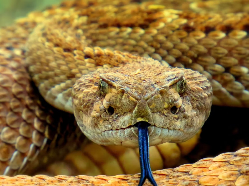5 serpientes venenosas y no venenosas intrigantes en Ohio