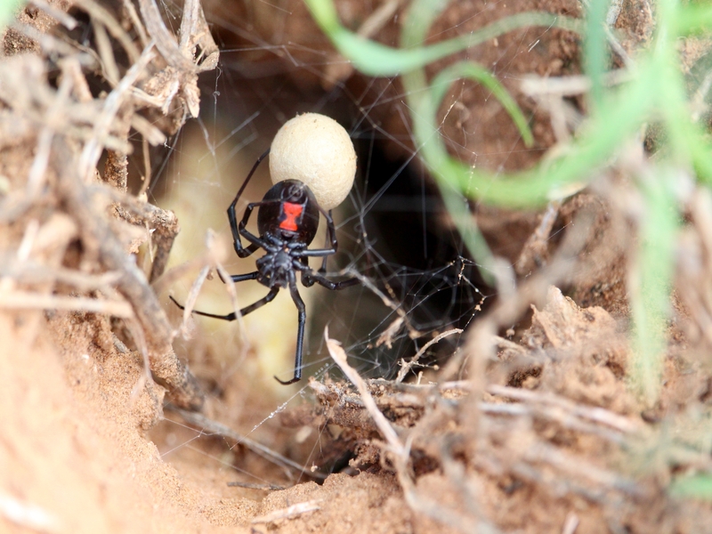 7 hermosas y escurridizas arañas de Kuwait que debes conocer