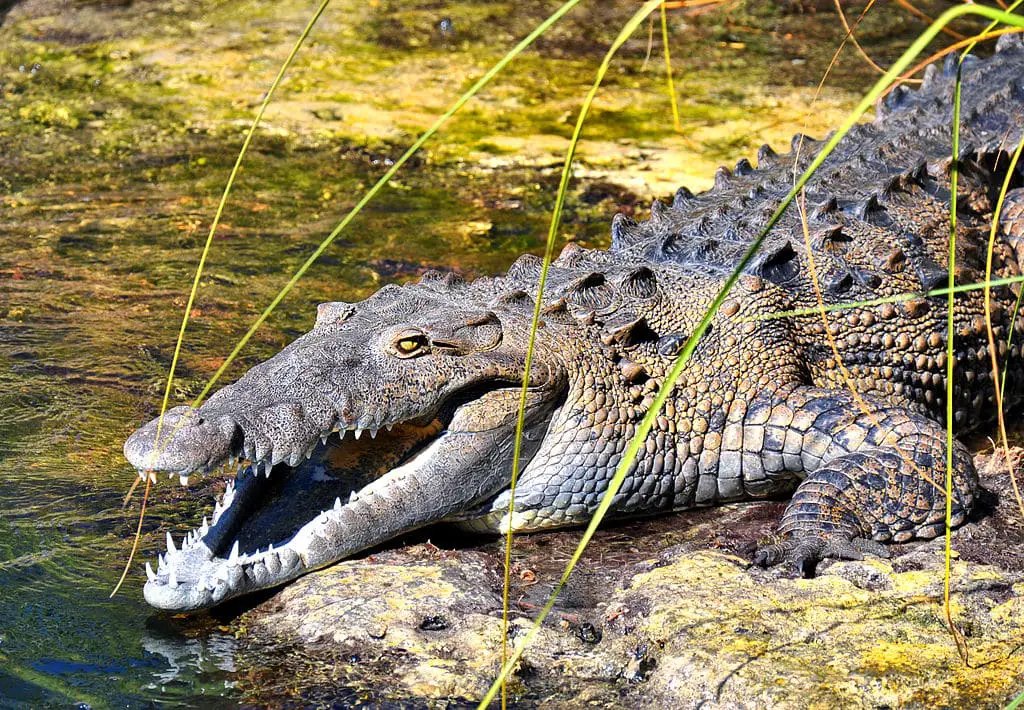 ¿Hay cocodrilos en Florida? Qué hacer si ves uno