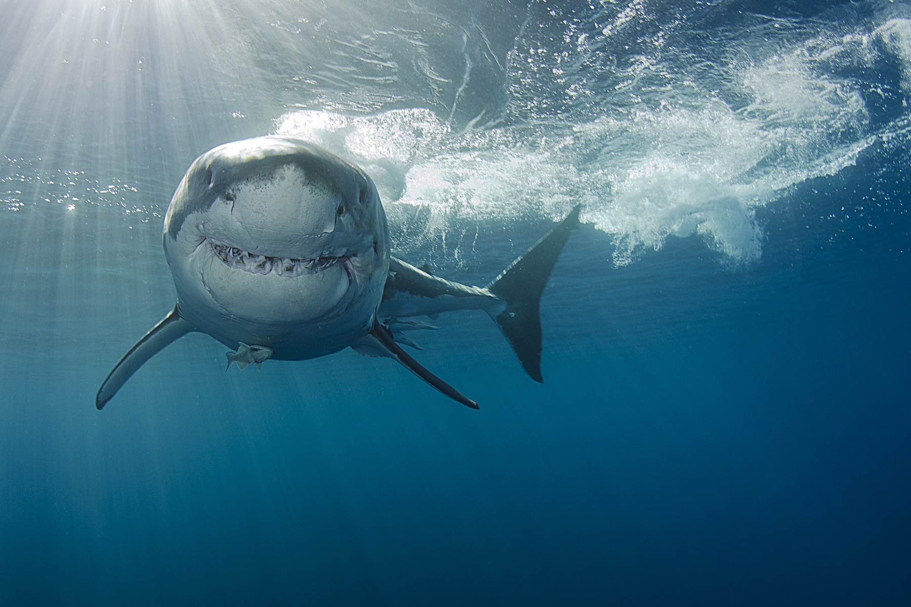 https://wanderingourworld.com/tiburones-en-el-golfo-de-mexico-atacan-especies/