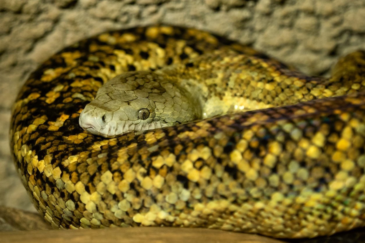 https://wanderingourworld.com/snakes-in-jamaica/