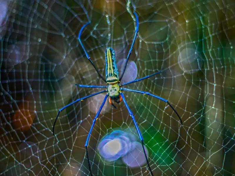 Las 5 arañas más comunes en Vietnam que debes conocer