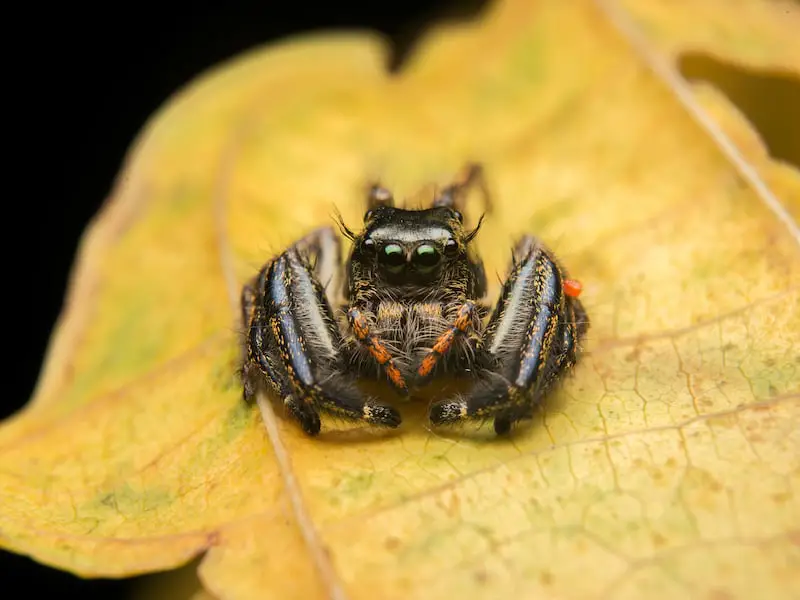 Las 5 arañas más increíbles de Sri Lanka que debes conocer