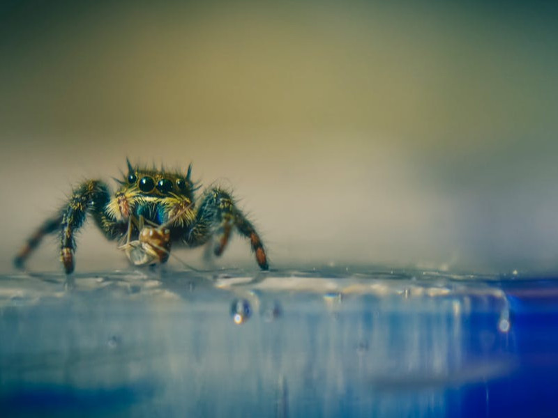 Las 5 arañas más intrigantes de Finlandia que debes conocer