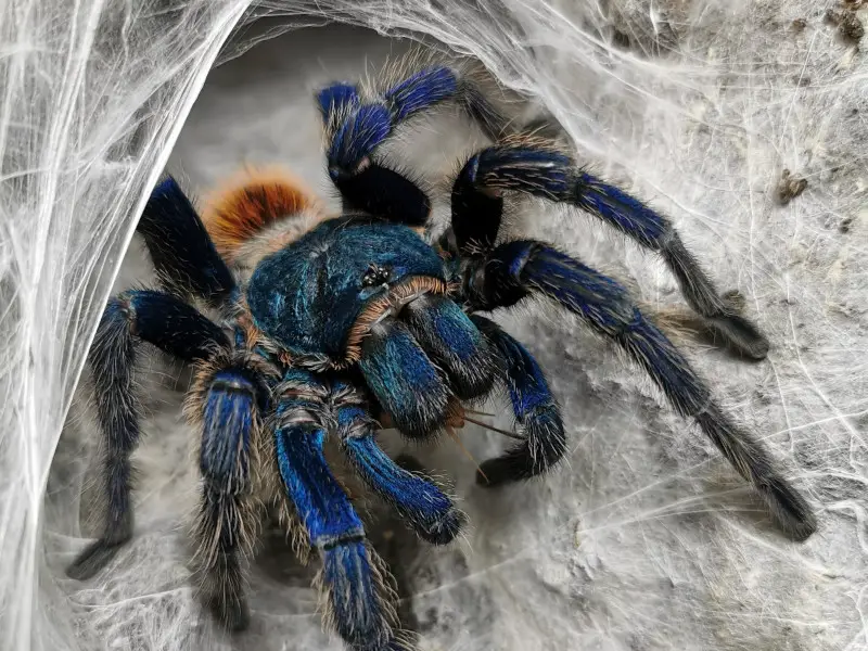 Las 5 arañas más peligrosas de Sudáfrica que debes conocer