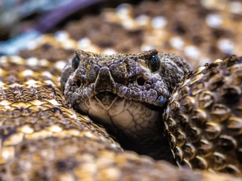 Las 5 serpientes más venenosas del Líbano que debes conocer