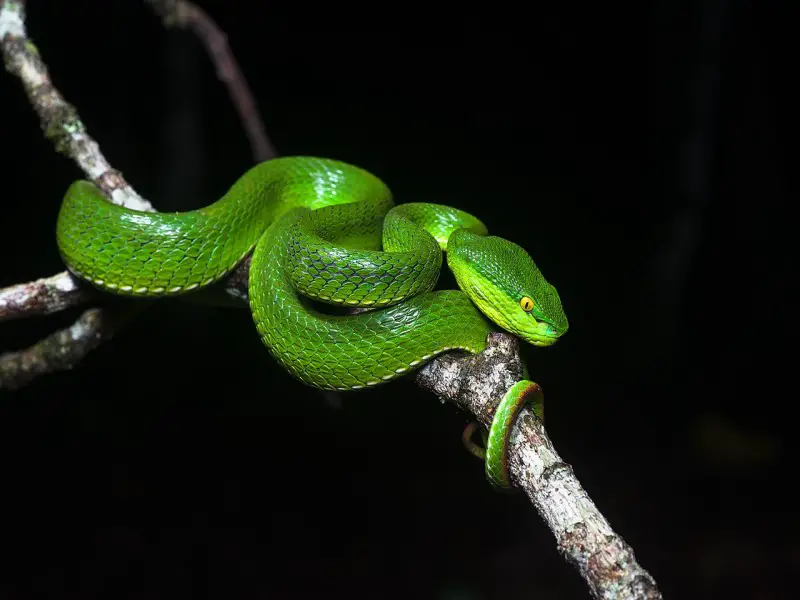 Las 9 serpientes más peligrosas de Camboya (serpientes venenosas)