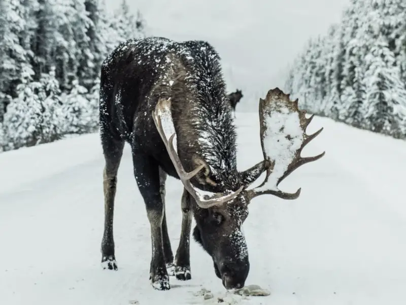 Los 5 animales más peligrosos de Finlandia que debes conocer