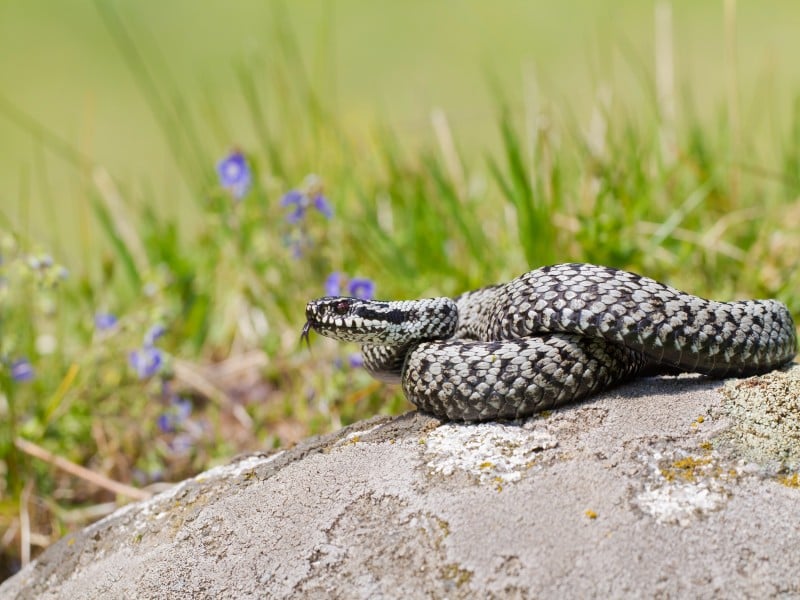 Los 5 reptiles y serpientes más intrigantes de Finlandia