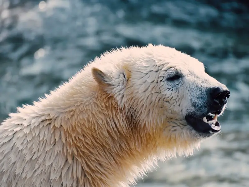 Los 9 animales más peligrosos de Rusia: osos y grandes felinos