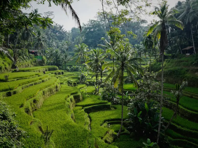 Mosquitos en Bali: todo lo que debes saber