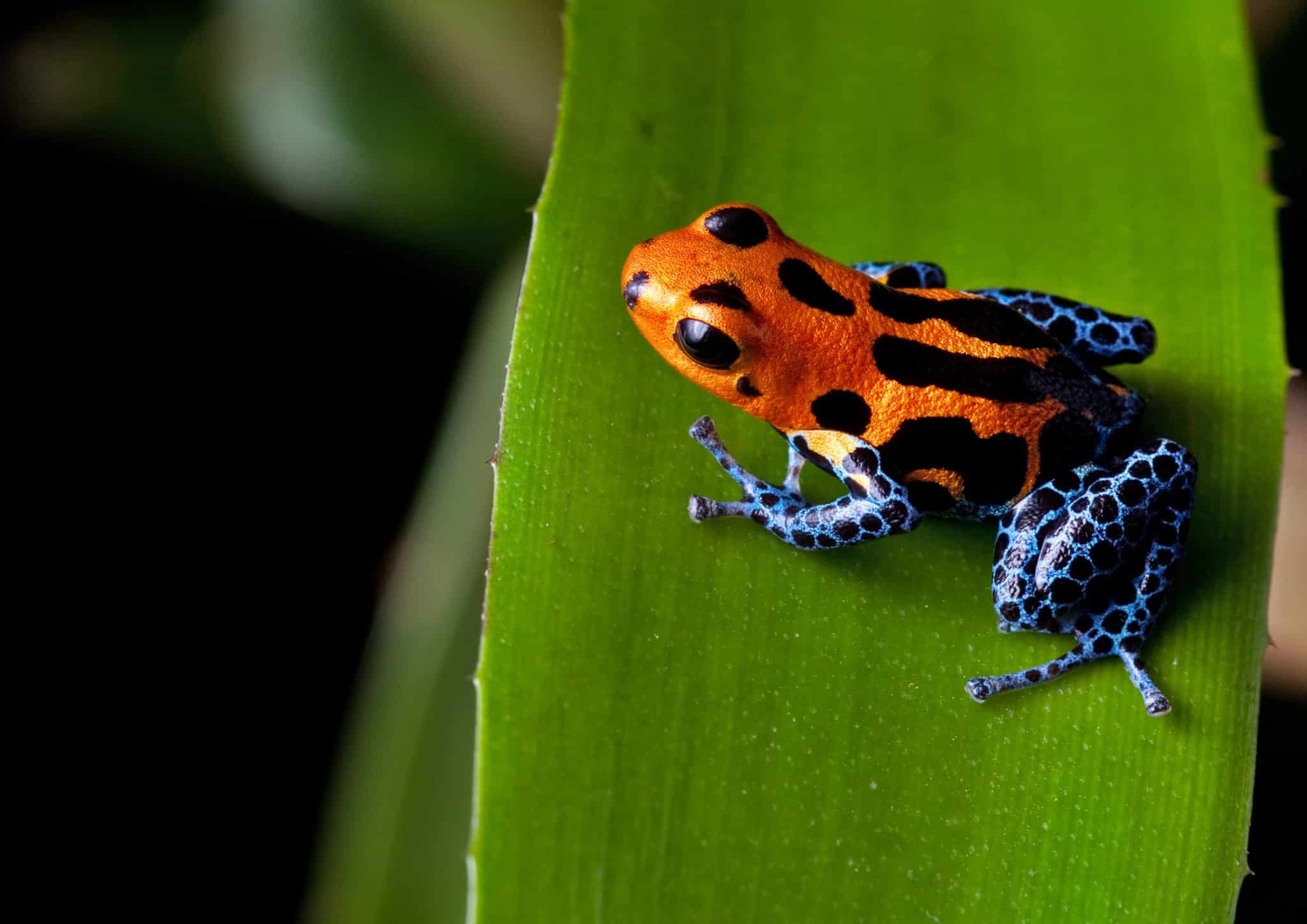 Los 15 Animales Más Peligrosos De Costa Rica Y Cómo Evitarlos