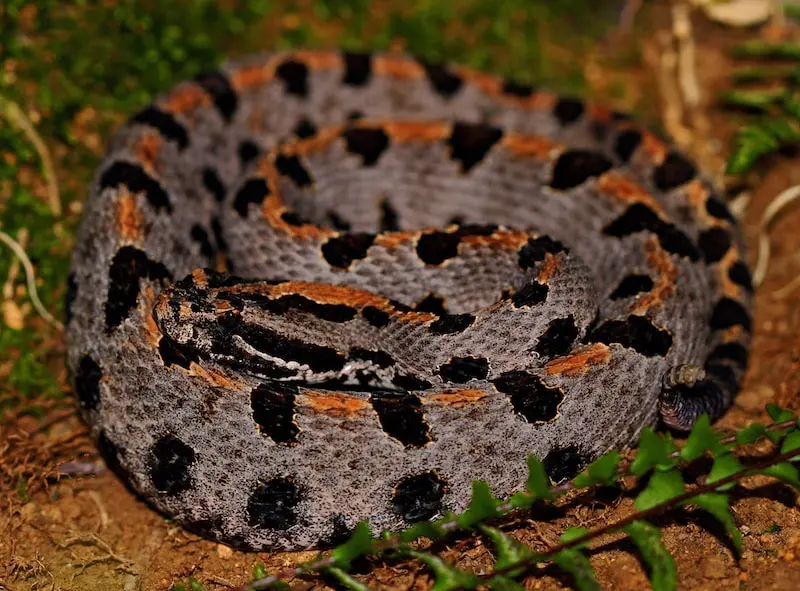 6 serpientes venenosas en Florida: las serpientes más letales exploradas