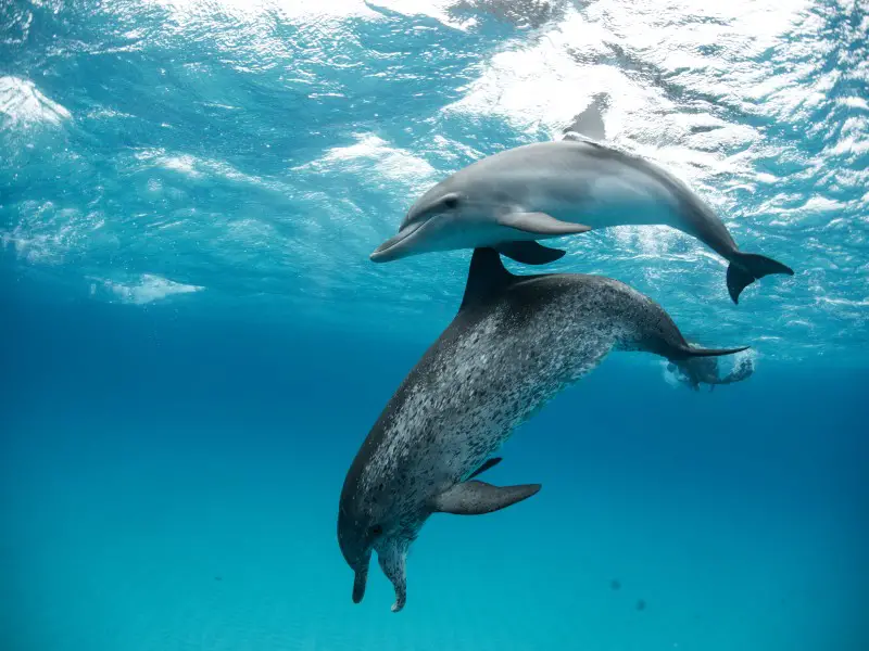 ¿Dónde ver delfines en Grecia? 5 lugares para explorar