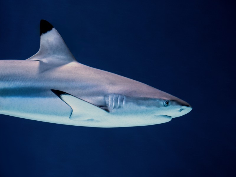¿Hay tiburones en Chipre? 7 especies a tener en cuenta