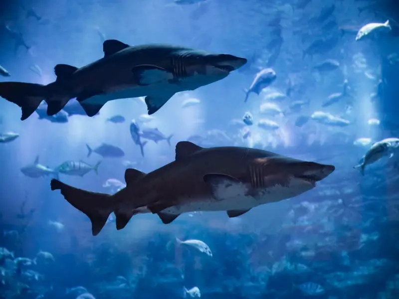 ¿Hay tiburones en el océano Atlántico? 11 especies que puedes encontrar