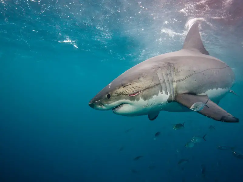 ¿Hay tiburones en el Mar Negro? 5 especies que podrías encontrar
