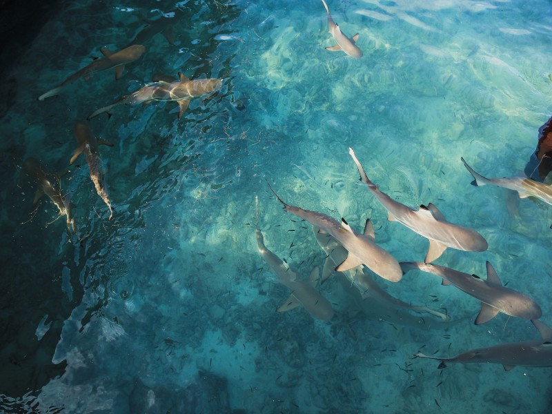 ¿Hay tiburones en el mar Egeo? 7 especies que puedes encontrar