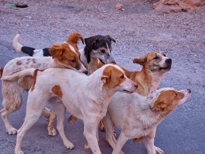 Una guía para perros callejeros en Filipinas: cosas que debe saber