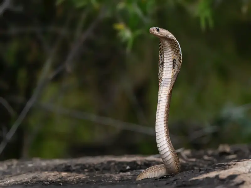 Las 5 serpientes más venenosas de Marruecos que debes conocer