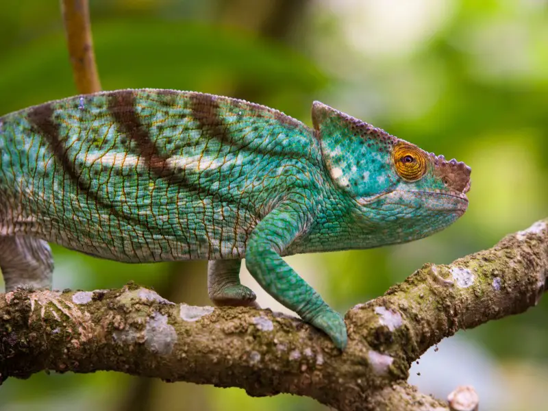 Animales peligrosos en Madagascar: 7 especies a evitar