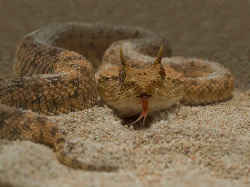Las 7 serpientes más peligrosas de Sudáfrica que debes conocer