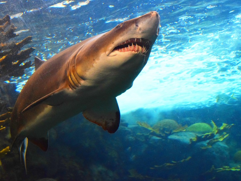 ¿Hay tiburones en Mauricio? 7 especies a tener en cuenta