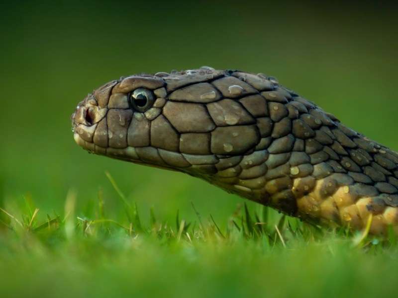 5 asombrosas serpientes no venenosas y peligrosas en Pakistán