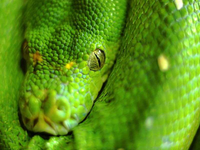 13 especies de serpientes a tener en cuenta