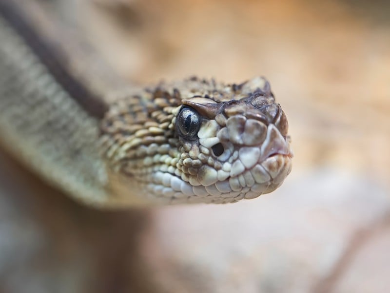 5 serpientes en Alemania a las que debes prestar atención durante tus viajes