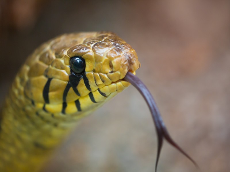 9 de las serpientes más venenosas de Filipinas que debes conocer