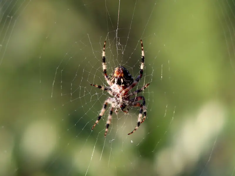 7 arañas en Argentina que tienen un mordisco poderoso
