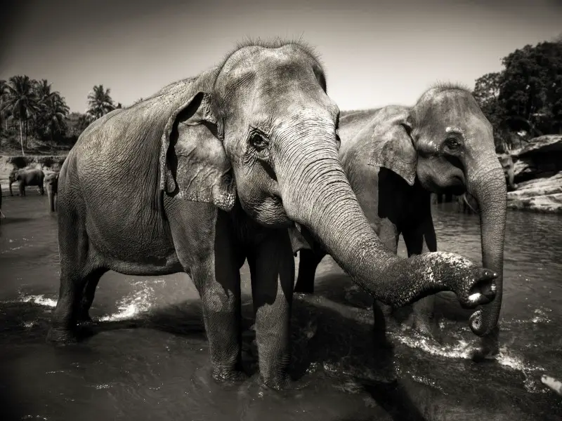 Los 9 animales más aterradores y peligrosos de Sri Lanka