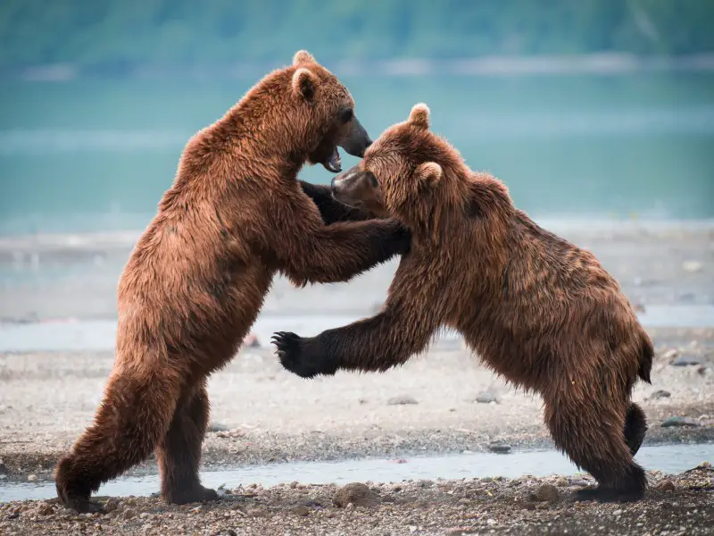 ¿Son peligrosos los osos? Una guía completa de las grandes bestias