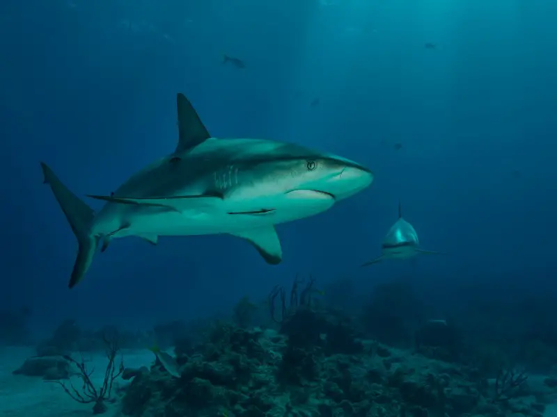 ¿Hay tiburones en el mar Adriático? 9 especies que puedes encontrar