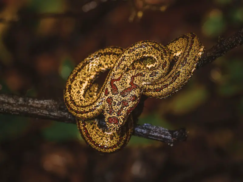 Las 9 serpientes más peligrosas de Camboya (serpientes venenosas)