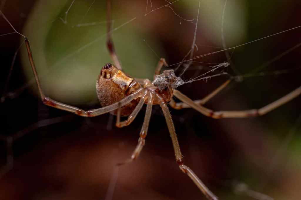 ¡Arañas comunes y mortales en Jamaica que podrías encontrar!