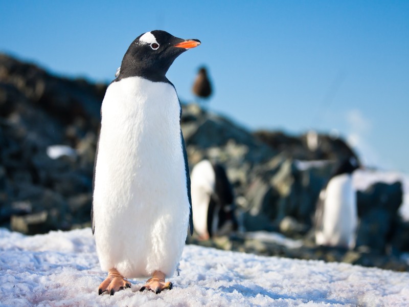 ¿Cuánto cuesta un viaje a la Antártida? Costo del Polo Sur