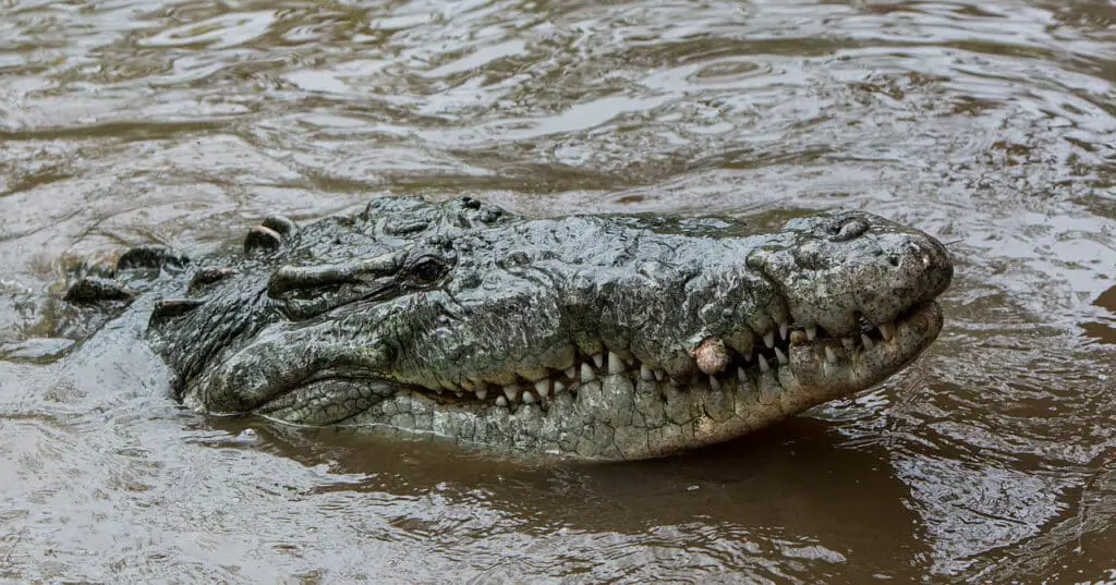 ¿Hay cocodrilos en Florida? Qué hacer si ves uno
