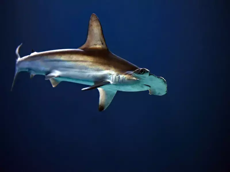 ¿Hay tiburones en Costa Rica? 7 especies de tiburones que encontrarás