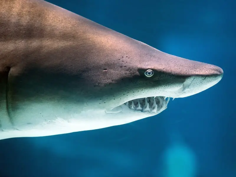 ¿Hay tiburones en el mar Egeo? Seguridad de viaje para Grecia