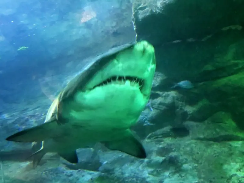 ¿Hay tiburones en el mar Mediterráneo? 9 especies comunes