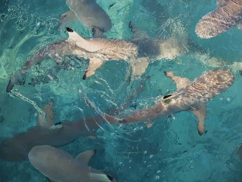 ¿Hay tiburones en las Maldivas? 9 especies a tener en cuenta
