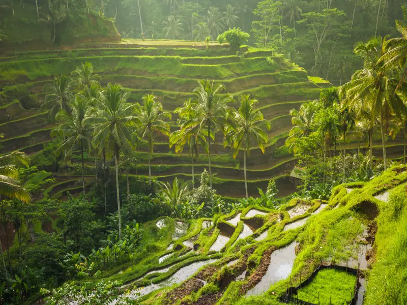 ¿Qué destino en Bali deberías visitar?
